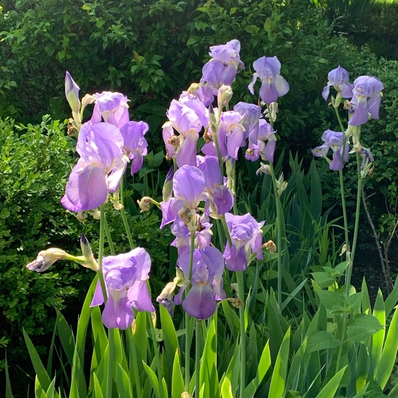 Meet your Posher, Lisanne - Picture 1 of 1